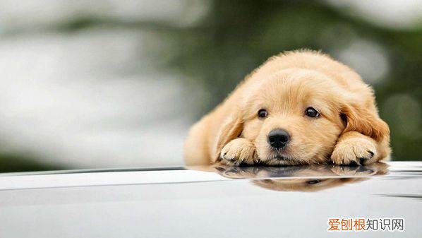 非常实用 养狗的不知道狗的毛病是什么，养狗常见的23个问题与回答