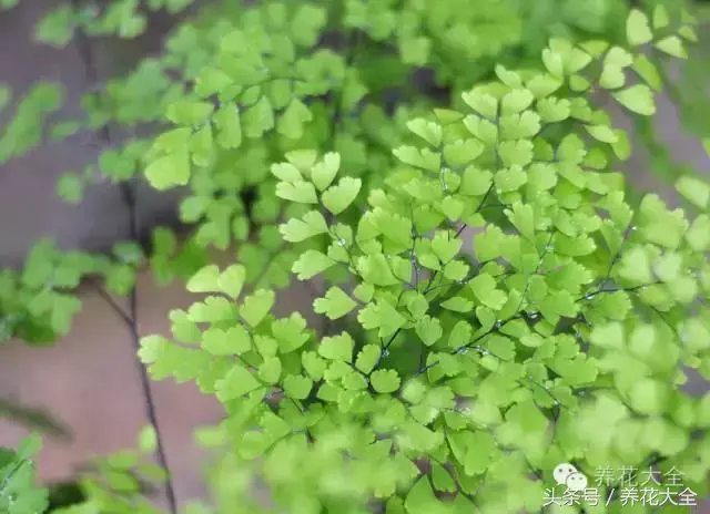 家庭花卉盆栽文竹的养护方法，绿萝文竹……100种家庭花卉养护大全，解决你所有的养花问题