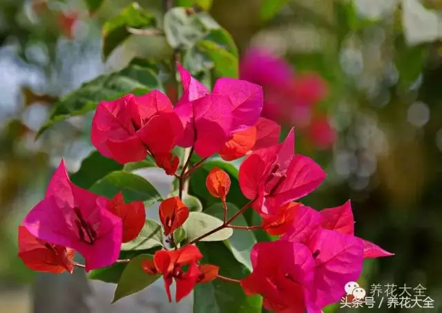 家庭花卉盆栽文竹的养护方法，绿萝文竹……100种家庭花卉养护大全，解决你所有的养花问题