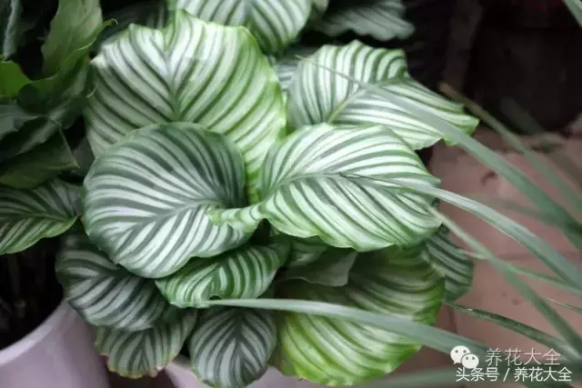 家庭花卉盆栽文竹的养护方法，绿萝文竹……100种家庭花卉养护大全，解决你所有的养花问题