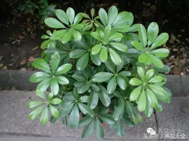 家庭花卉盆栽文竹的养护方法，绿萝文竹……100种家庭花卉养护大全，解决你所有的养花问题