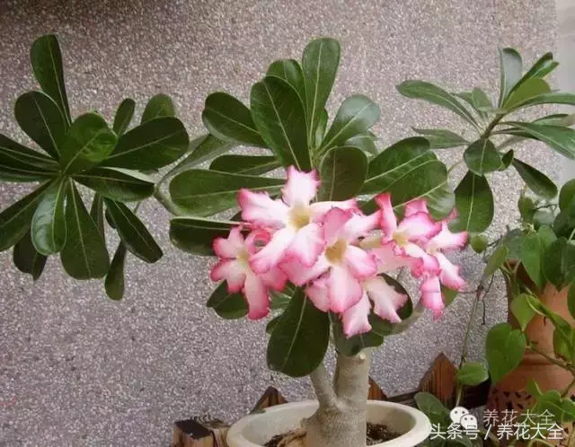 家庭花卉盆栽文竹的养护方法，绿萝文竹……100种家庭花卉养护大全，解决你所有的养花问题