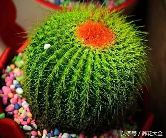 家庭花卉盆栽文竹的养护方法，绿萝文竹……100种家庭花卉养护大全，解决你所有的养花问题