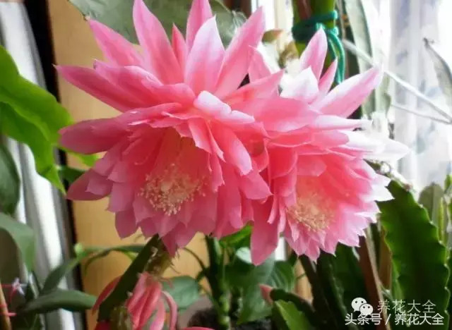 家庭花卉盆栽文竹的养护方法，绿萝文竹……100种家庭花卉养护大全，解决你所有的养花问题