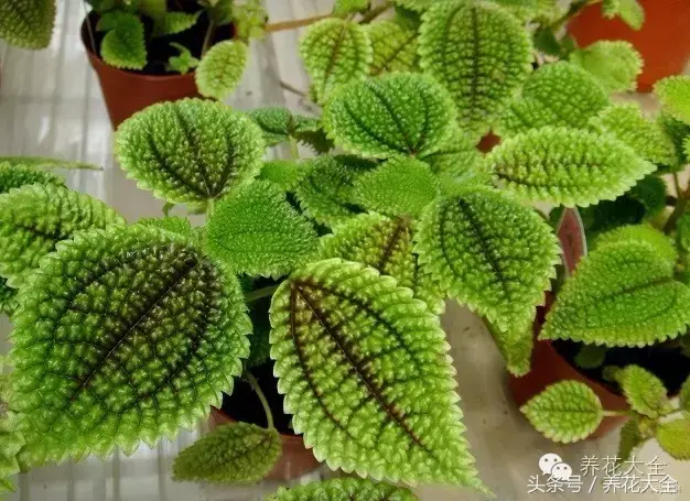 家庭花卉盆栽文竹的养护方法，绿萝文竹……100种家庭花卉养护大全，解决你所有的养花问题