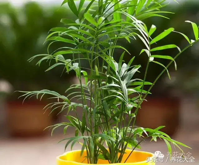 家庭花卉盆栽文竹的养护方法，绿萝文竹……100种家庭花卉养护大全，解决你所有的养花问题