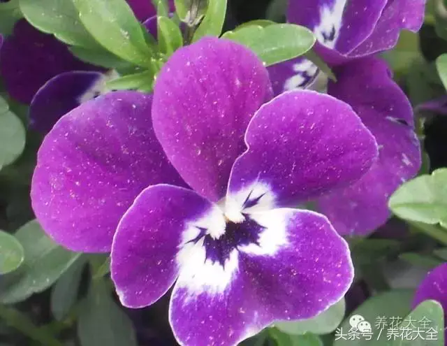 家庭花卉盆栽文竹的养护方法，绿萝文竹……100种家庭花卉养护大全，解决你所有的养花问题