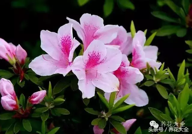 家庭花卉盆栽文竹的养护方法，绿萝文竹……100种家庭花卉养护大全，解决你所有的养花问题