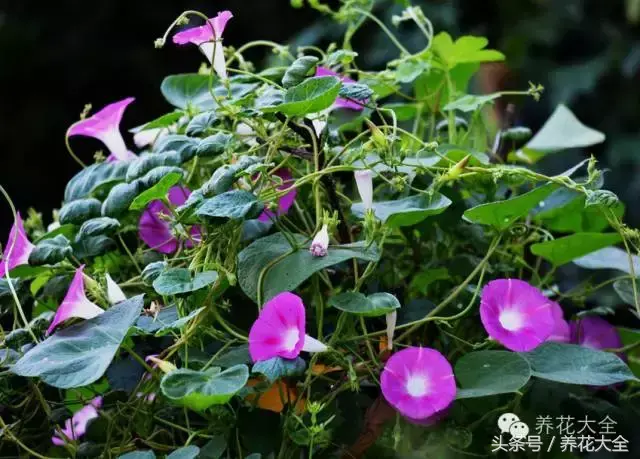 家庭花卉盆栽文竹的养护方法，绿萝文竹……100种家庭花卉养护大全，解决你所有的养花问题