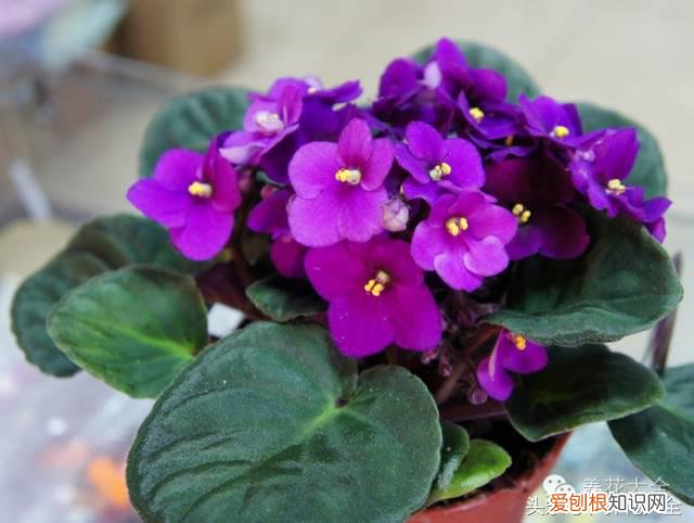 家庭花卉盆栽文竹的养护方法，绿萝文竹……100种家庭花卉养护大全，解决你所有的养花问题