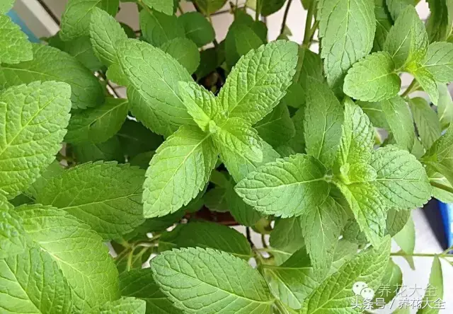 家庭花卉盆栽文竹的养护方法，绿萝文竹……100种家庭花卉养护大全，解决你所有的养花问题