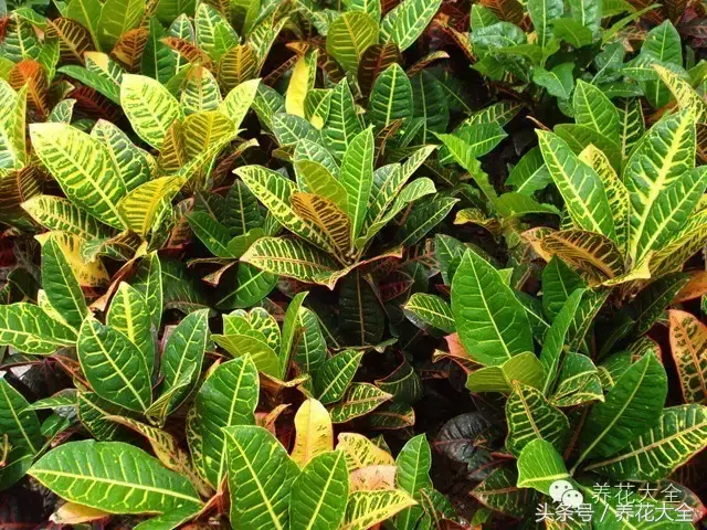 家庭花卉盆栽文竹的养护方法，绿萝文竹……100种家庭花卉养护大全，解决你所有的养花问题