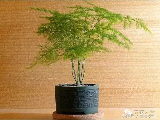 家庭花卉盆栽文竹的养护方法，绿萝文竹……100种家庭花卉养护大全，解决你所有的养花问题