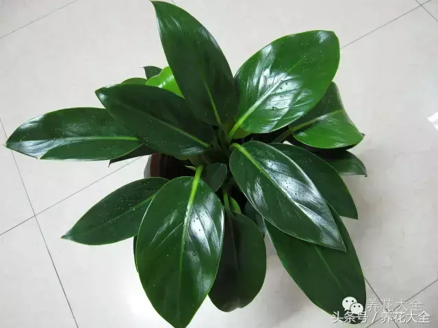 家庭花卉盆栽文竹的养护方法，绿萝文竹……100种家庭花卉养护大全，解决你所有的养花问题