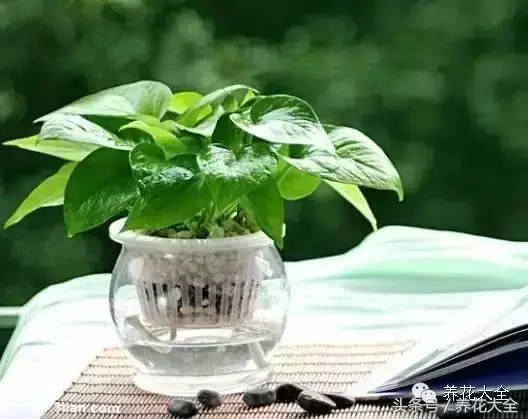 家庭花卉盆栽文竹的养护方法，绿萝文竹……100种家庭花卉养护大全，解决你所有的养花问题