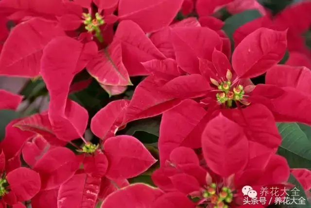 家庭花卉盆栽文竹的养护方法，绿萝文竹……100种家庭花卉养护大全，解决你所有的养花问题