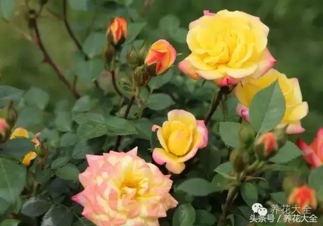 家庭花卉盆栽文竹的养护方法，绿萝文竹……100种家庭花卉养护大全，解决你所有的养花问题