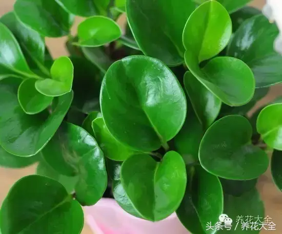 家庭花卉盆栽文竹的养护方法，绿萝文竹……100种家庭花卉养护大全，解决你所有的养花问题