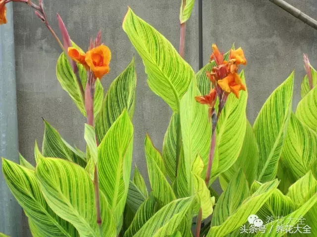 家庭花卉盆栽文竹的养护方法，绿萝文竹……100种家庭花卉养护大全，解决你所有的养花问题