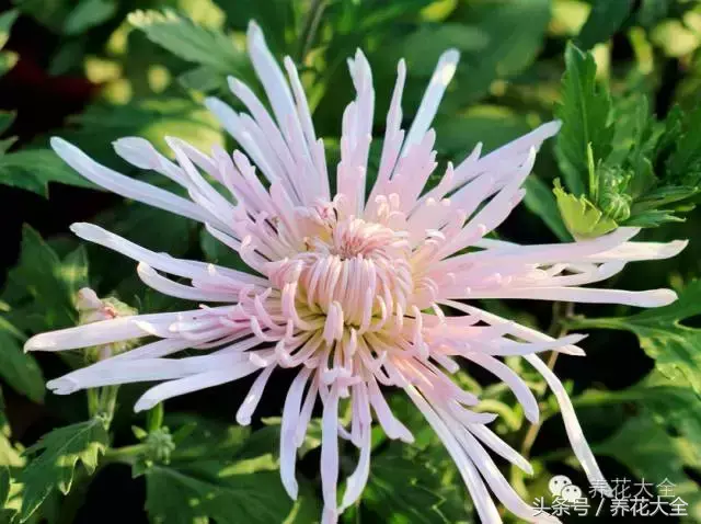 家庭花卉盆栽文竹的养护方法，绿萝文竹……100种家庭花卉养护大全，解决你所有的养花问题