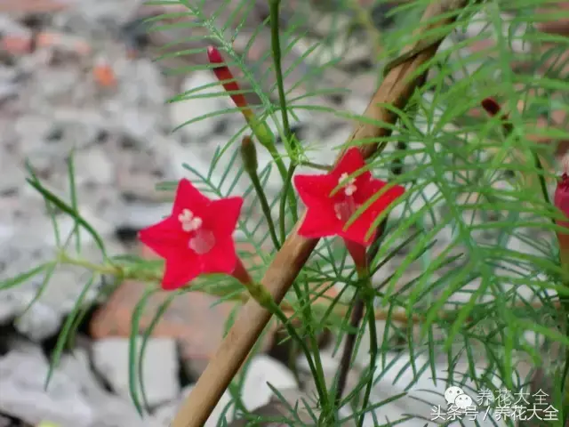 家庭花卉盆栽文竹的养护方法，绿萝文竹……100种家庭花卉养护大全，解决你所有的养花问题