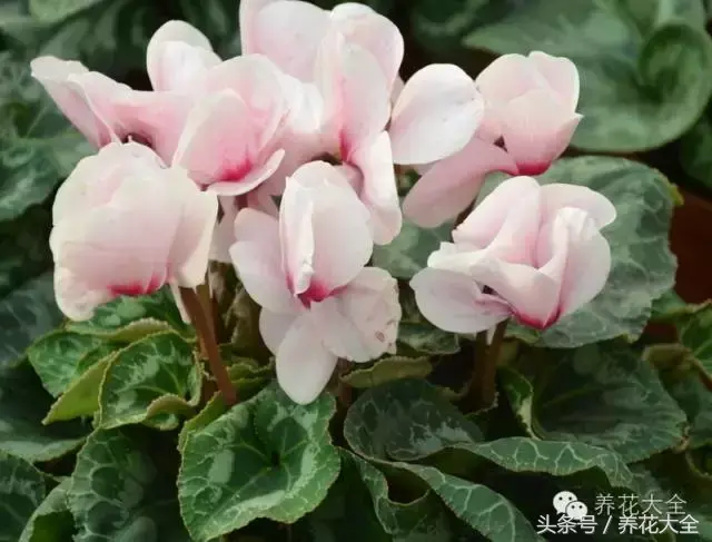 家庭花卉盆栽文竹的养护方法，绿萝文竹……100种家庭花卉养护大全，解决你所有的养花问题