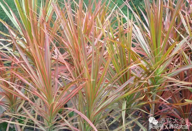 家庭花卉盆栽文竹的养护方法，绿萝文竹……100种家庭花卉养护大全，解决你所有的养花问题