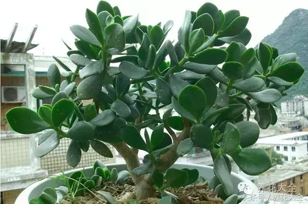 家庭花卉盆栽文竹的养护方法，绿萝文竹……100种家庭花卉养护大全，解决你所有的养花问题