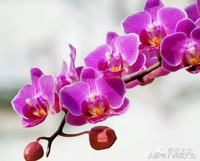 家庭花卉盆栽文竹的养护方法，绿萝文竹……100种家庭花卉养护大全，解决你所有的养花问题