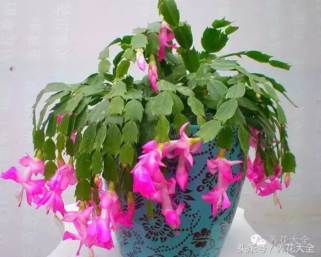 家庭花卉盆栽文竹的养护方法，绿萝文竹……100种家庭花卉养护大全，解决你所有的养花问题