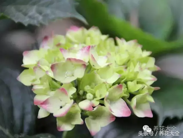 家庭花卉盆栽文竹的养护方法，绿萝文竹……100种家庭花卉养护大全，解决你所有的养花问题