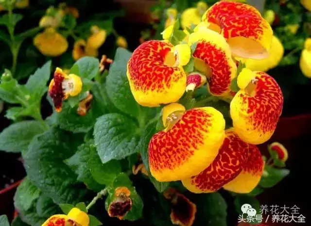 家庭花卉盆栽文竹的养护方法，绿萝文竹……100种家庭花卉养护大全，解决你所有的养花问题