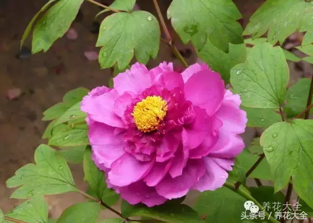 家庭花卉盆栽文竹的养护方法，绿萝文竹……100种家庭花卉养护大全，解决你所有的养花问题