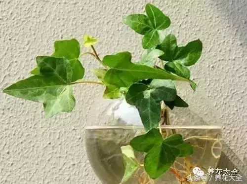 家庭花卉盆栽文竹的养护方法，绿萝文竹……100种家庭花卉养护大全，解决你所有的养花问题