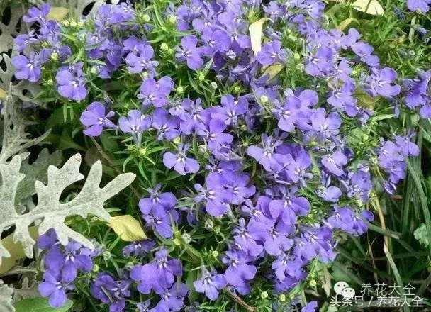 家庭花卉盆栽文竹的养护方法，绿萝文竹……100种家庭花卉养护大全，解决你所有的养花问题