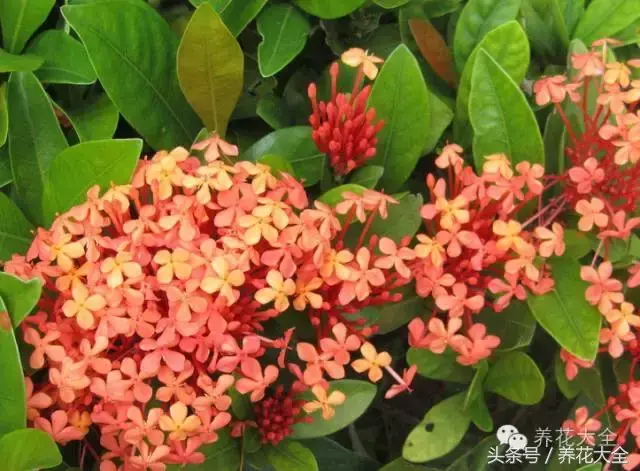 家庭花卉盆栽文竹的养护方法，绿萝文竹……100种家庭花卉养护大全，解决你所有的养花问题