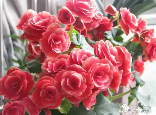 家庭花卉盆栽文竹的养护方法，绿萝文竹……100种家庭花卉养护大全，解决你所有的养花问题