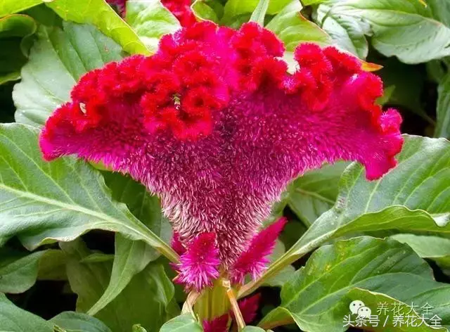 家庭花卉盆栽文竹的养护方法，绿萝文竹……100种家庭花卉养护大全，解决你所有的养花问题