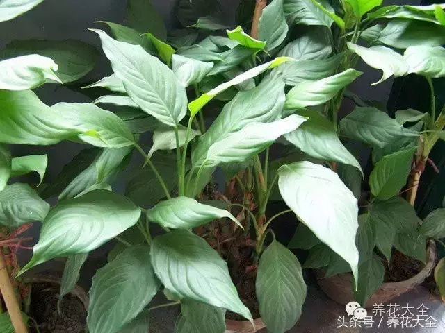 家庭花卉盆栽文竹的养护方法，绿萝文竹……100种家庭花卉养护大全，解决你所有的养花问题