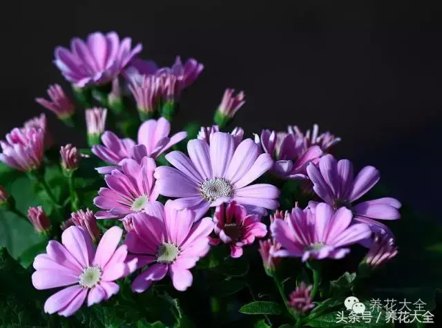 家庭花卉盆栽文竹的养护方法，绿萝文竹……100种家庭花卉养护大全，解决你所有的养花问题