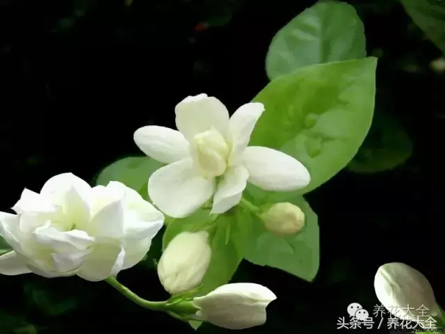 家庭花卉盆栽文竹的养护方法，绿萝文竹……100种家庭花卉养护大全，解决你所有的养花问题