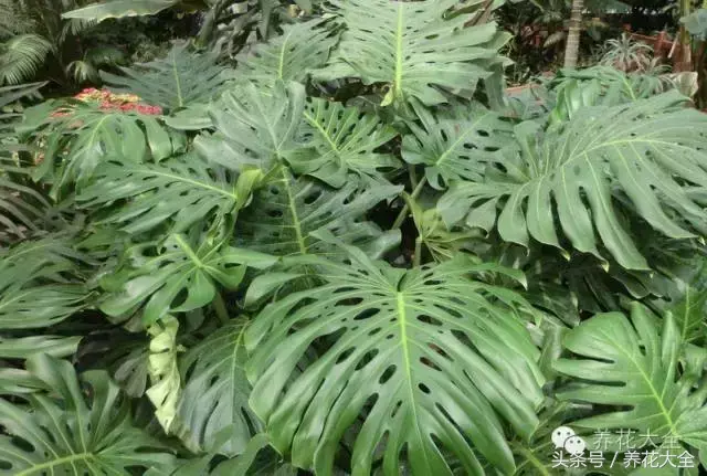 家庭花卉盆栽文竹的养护方法，绿萝文竹……100种家庭花卉养护大全，解决你所有的养花问题