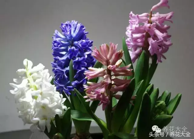 家庭花卉盆栽文竹的养护方法，绿萝文竹……100种家庭花卉养护大全，解决你所有的养花问题