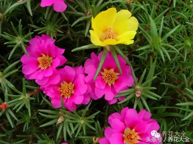 家庭花卉盆栽文竹的养护方法，绿萝文竹……100种家庭花卉养护大全，解决你所有的养花问题