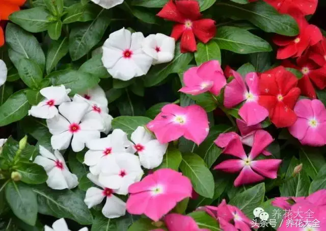 家庭花卉盆栽文竹的养护方法，绿萝文竹……100种家庭花卉养护大全，解决你所有的养花问题