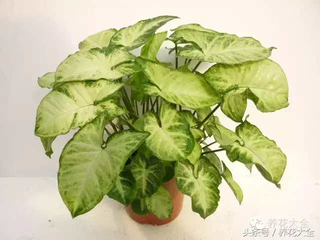 家庭花卉盆栽文竹的养护方法，绿萝文竹……100种家庭花卉养护大全，解决你所有的养花问题