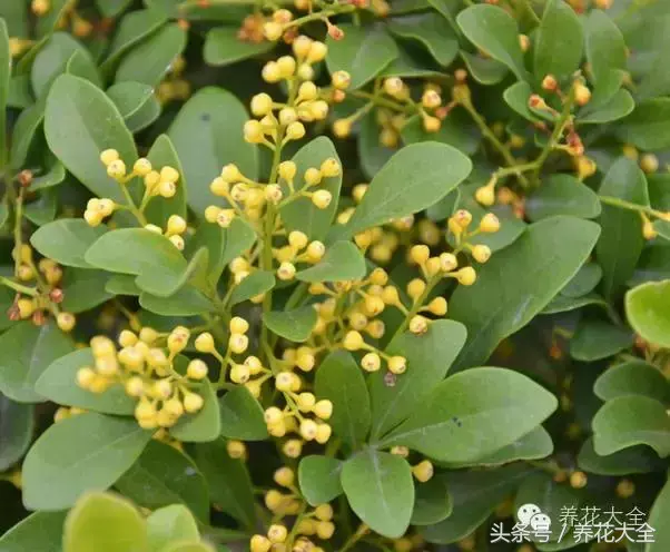 家庭花卉盆栽文竹的养护方法，绿萝文竹……100种家庭花卉养护大全，解决你所有的养花问题