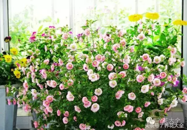 家庭花卉盆栽文竹的养护方法，绿萝文竹……100种家庭花卉养护大全，解决你所有的养花问题