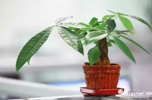 家庭花卉盆栽文竹的养护方法，绿萝文竹……100种家庭花卉养护大全，解决你所有的养花问题