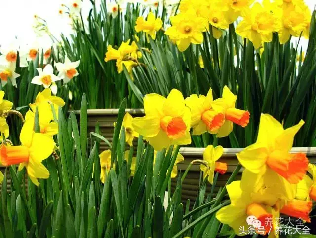 家庭花卉盆栽文竹的养护方法，绿萝文竹……100种家庭花卉养护大全，解决你所有的养花问题